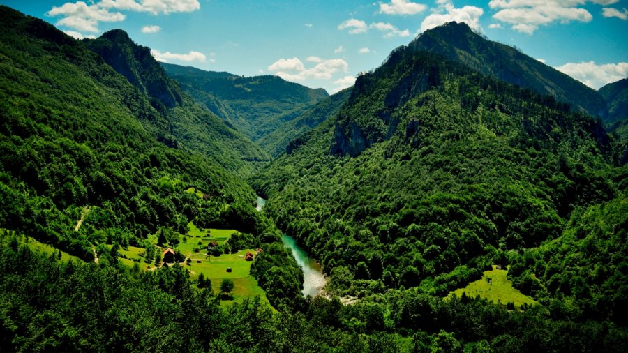 Растительность Черногории